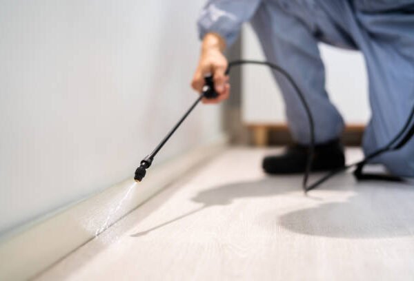 Termite Damage Threatening Your Home’s Structure? Experienced Pest Control Services in Florence, KY Offer Long-Term Protection