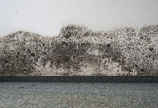 Best Mold and Radon Inspections Services in Florence, KY