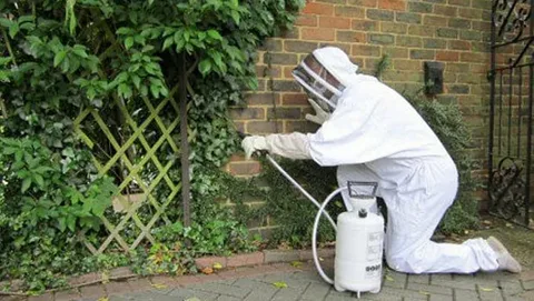 Pest Control Services