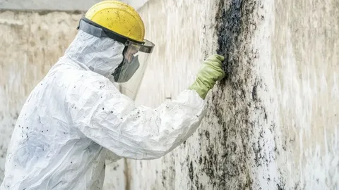 Trusted Mold Inspection Services