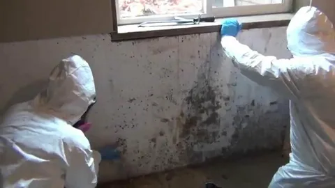 Mold and Radon Inspection Services Near Me