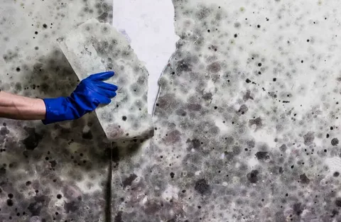 Mold Inspection Services