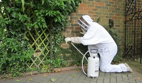 Pest Control Services Near Me